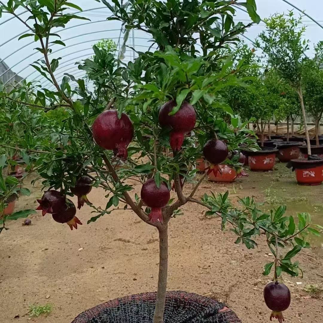 紫玉石榴树苗盆栽矮化阳台小院