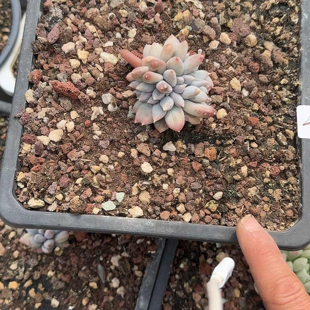 48 号哥特缀化多肉植物 0000