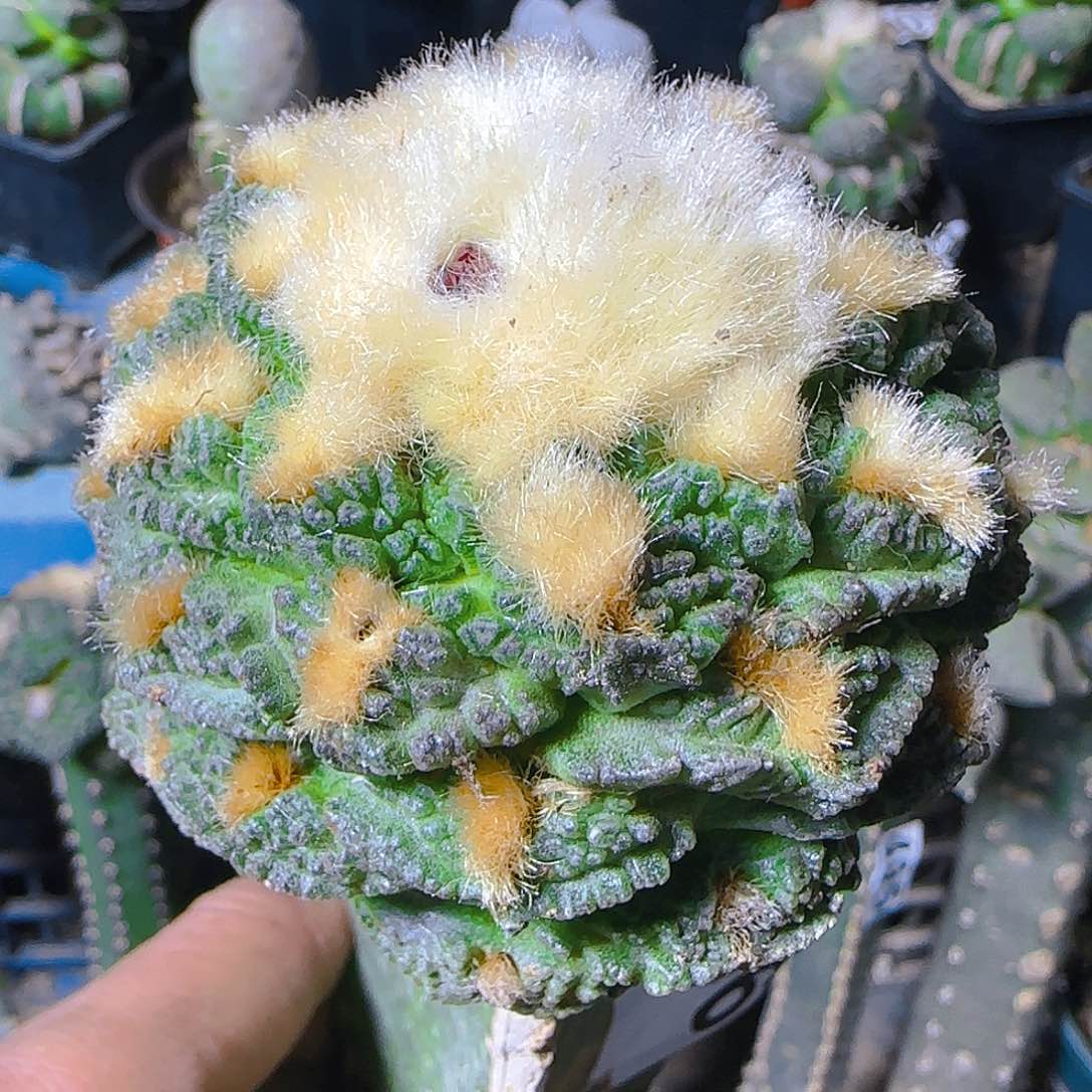 金毛龟甲496仙人球