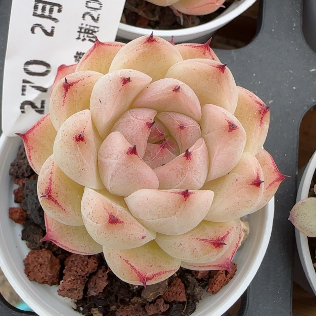 花语逸镜0215-270