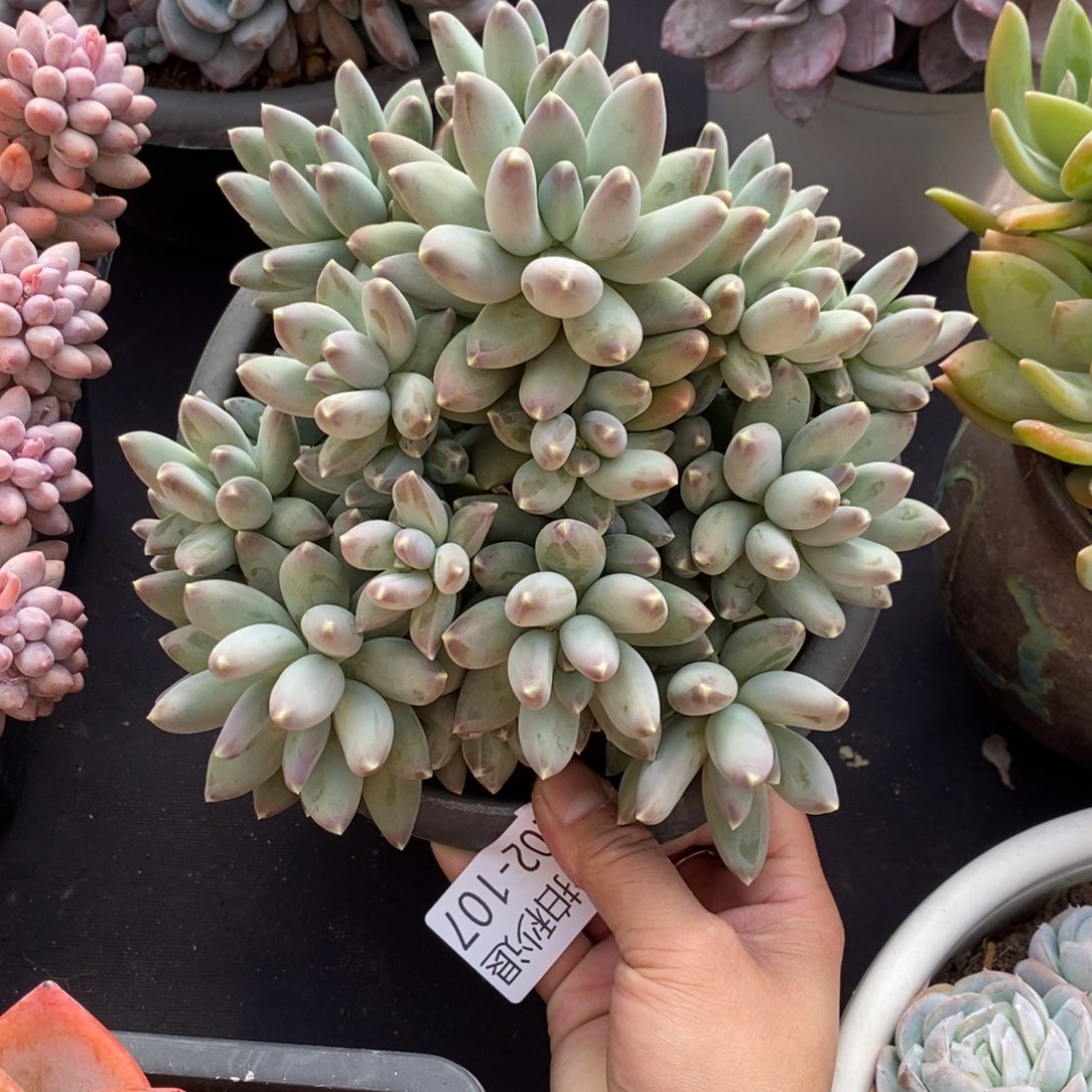 两单包邮1202-107松果美人