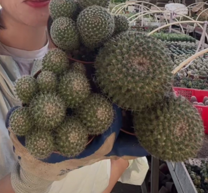 二妹园艺【 3颗 群生玉翁 保2头 实生根 】好花色仙人球脱土随机发