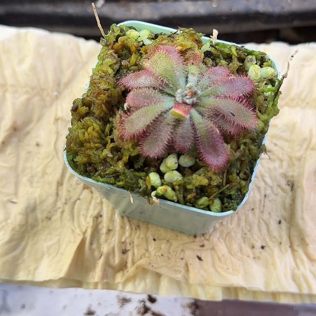无花朵山地茅膏菜