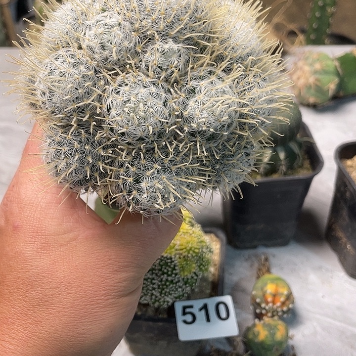 怪***酪仙人球杜威一个大群