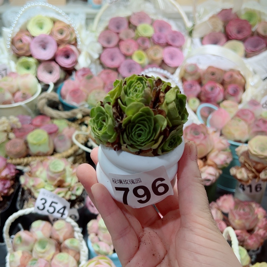 796毛山地绣球群。 一物一拍