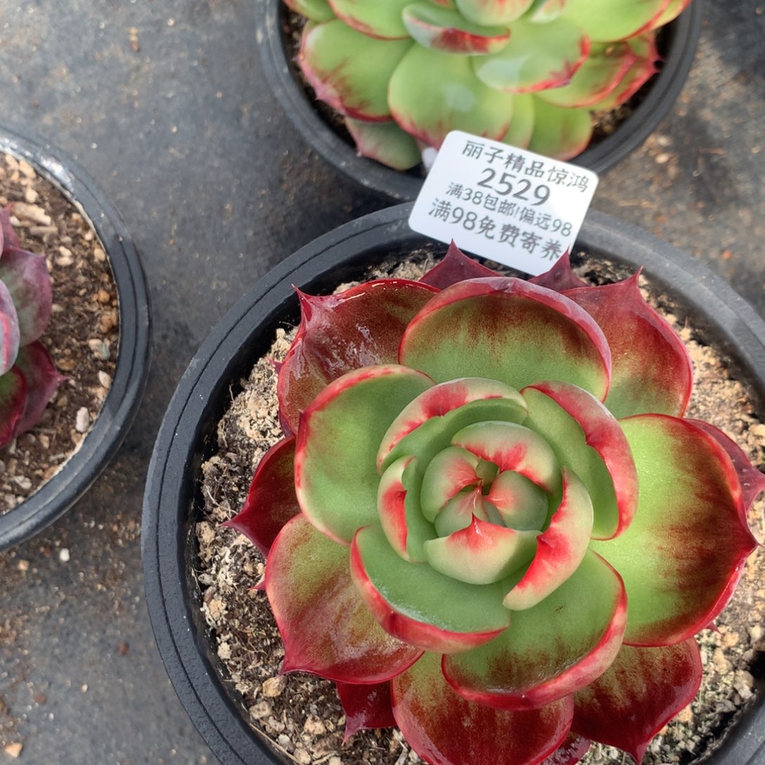 2529号多肉植物惊鸿10厘米