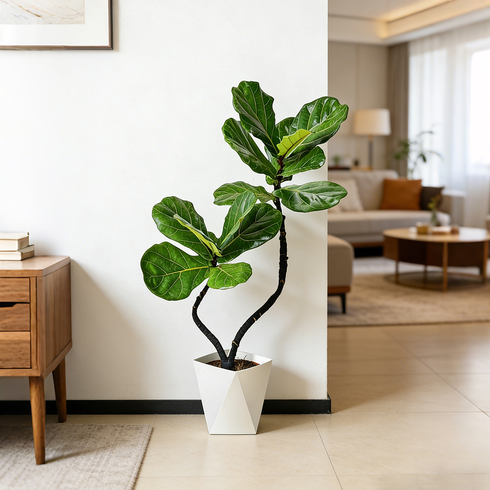 95-105cm双株造型琴叶榕室内外绿植四季常青好养耐阴可装饰客厅