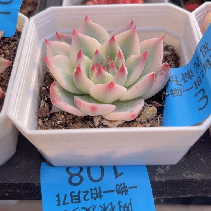 吉娃娃锦多肉植物3