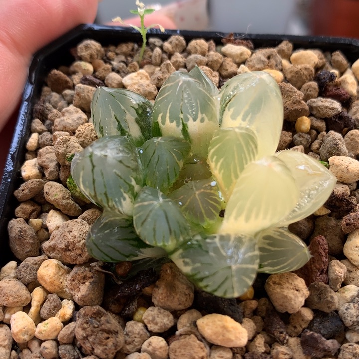 龙爪玉露锦有裂窗带盆土