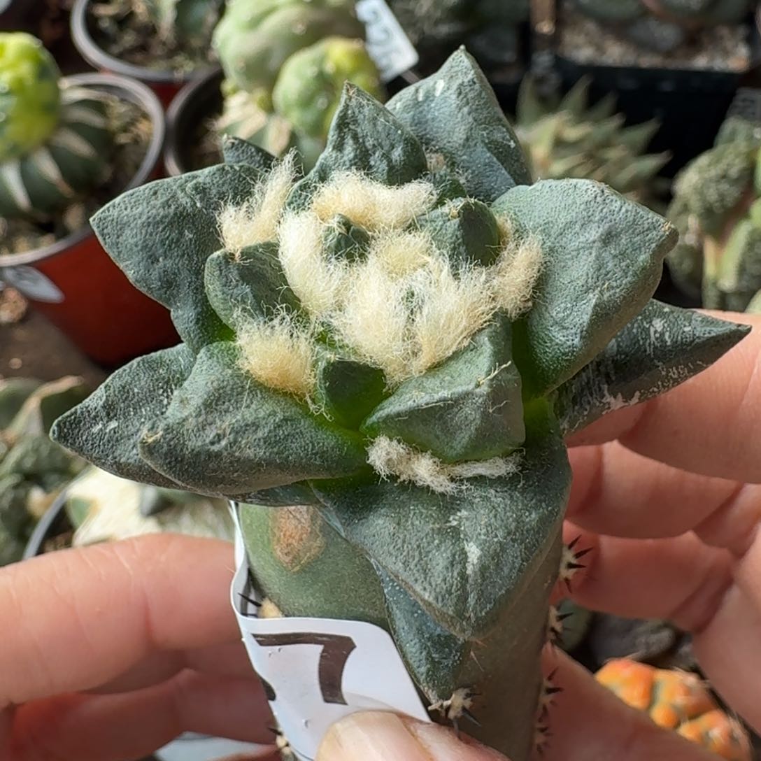 【闪购商品】宽尤龙角337