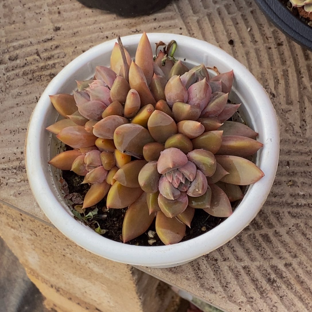 南*48包邮一物一拍多肉植物