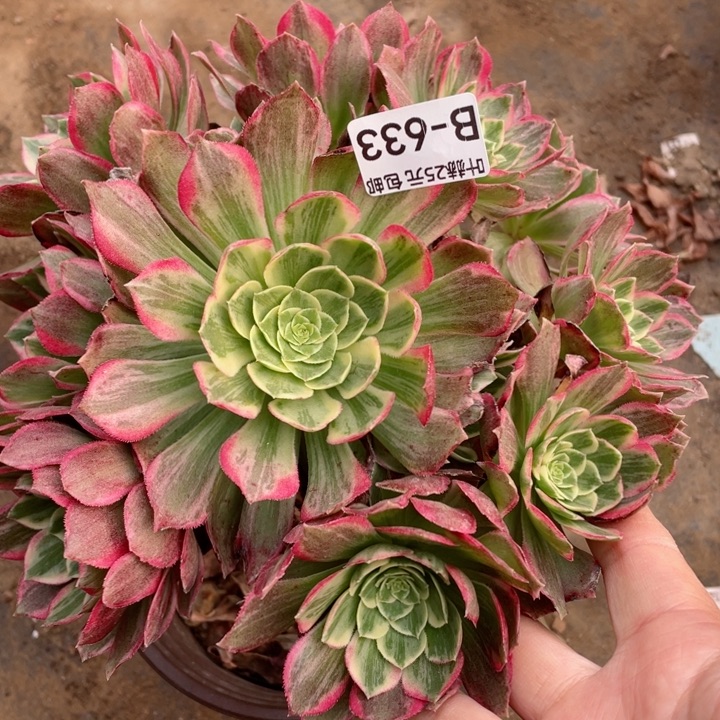 633万彩灯多肉12345678