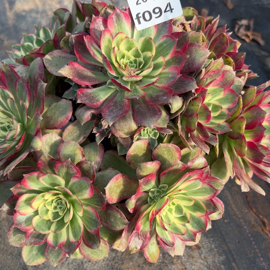 094粉体海王，满20包邮嘟叮熊