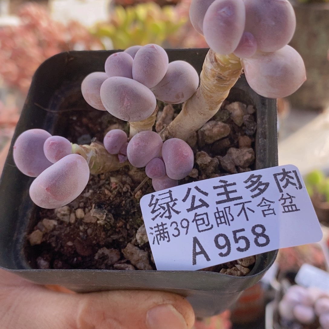 蛋黄奶6cm858多肉酱
