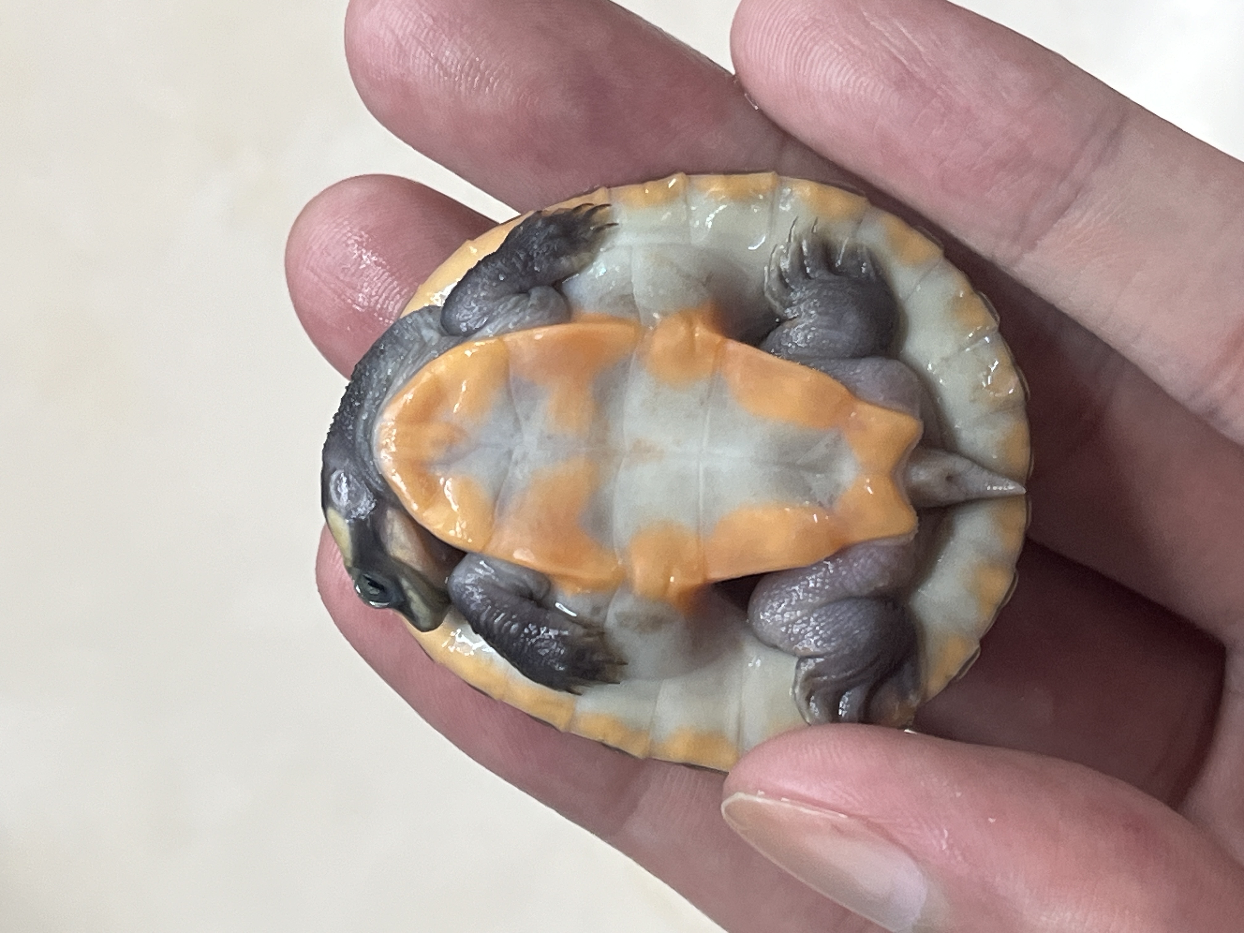 【浪险龟业】直播间挑选龟龟链接