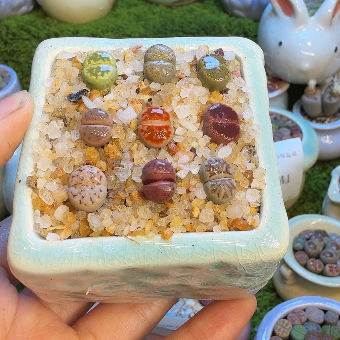 福***猪多肉植物福利款冲1076