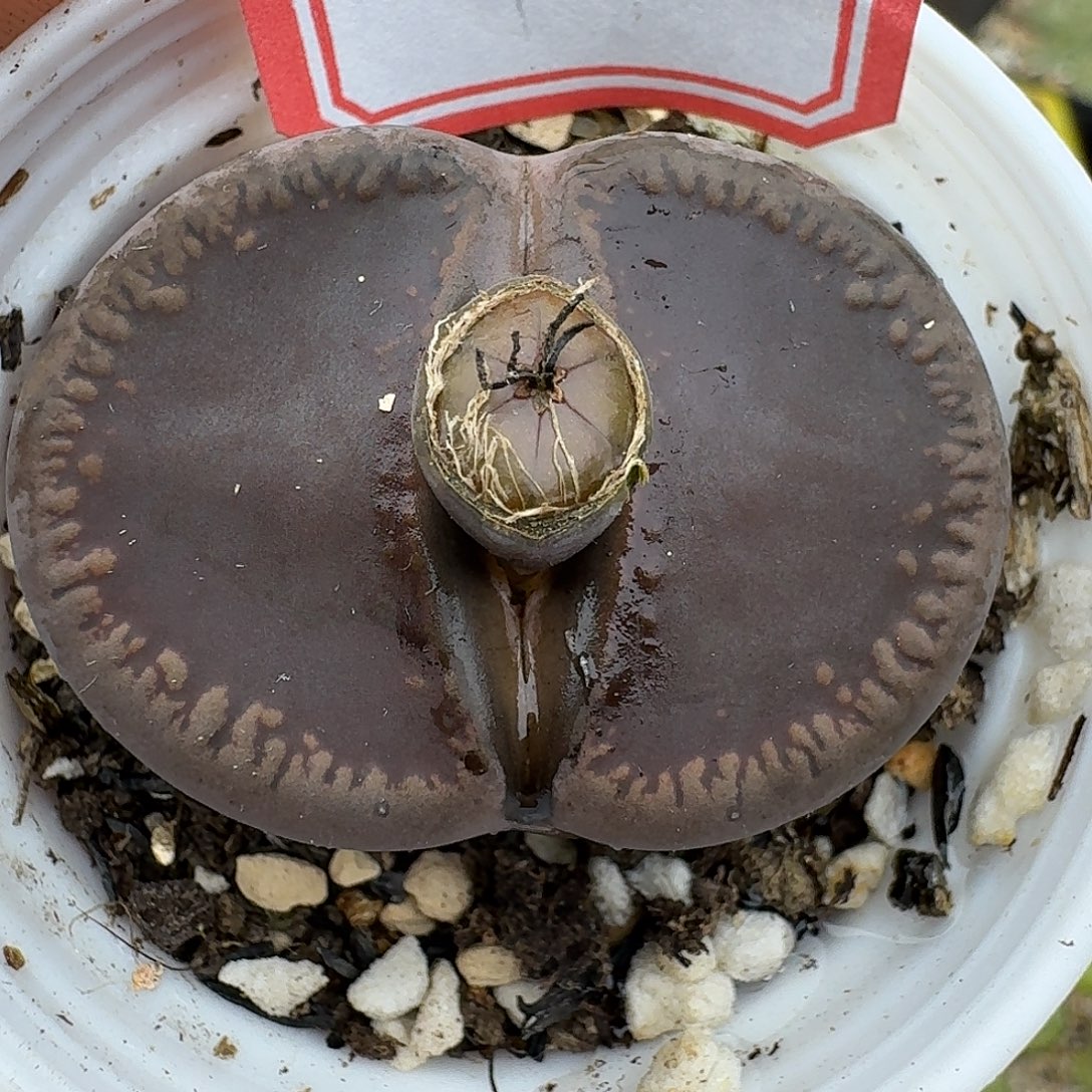 134多肉3.4多肉哈哈哈哈哈哈哈