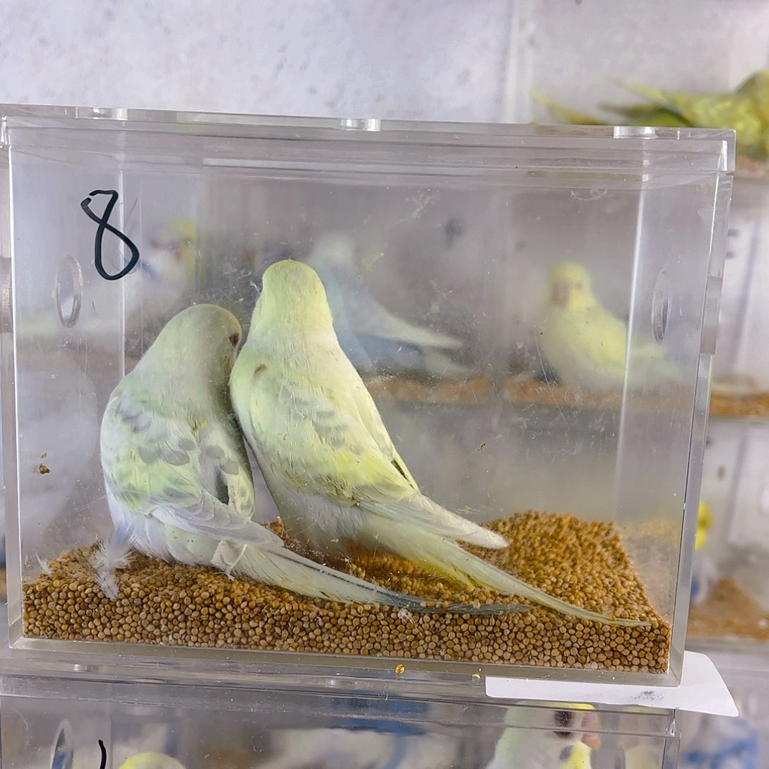 藍***友虎皮鹦鹉华乐两只