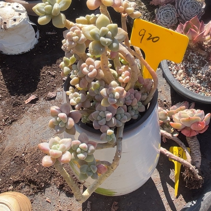 920 00000000000000000