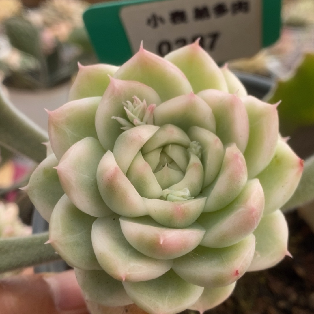 287白瓷麦杆锦锦锦锦锦锦