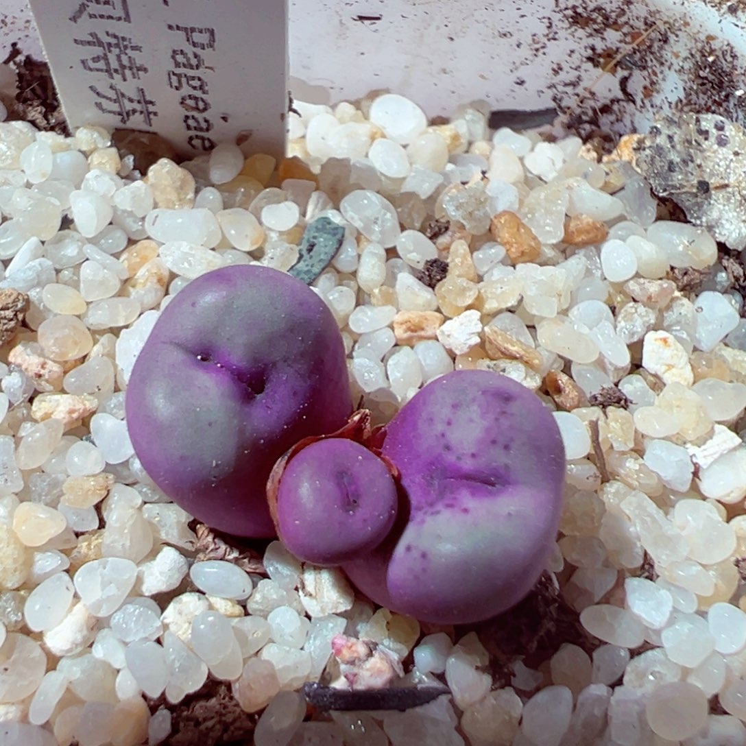 912-835多肉多肉贝特芬