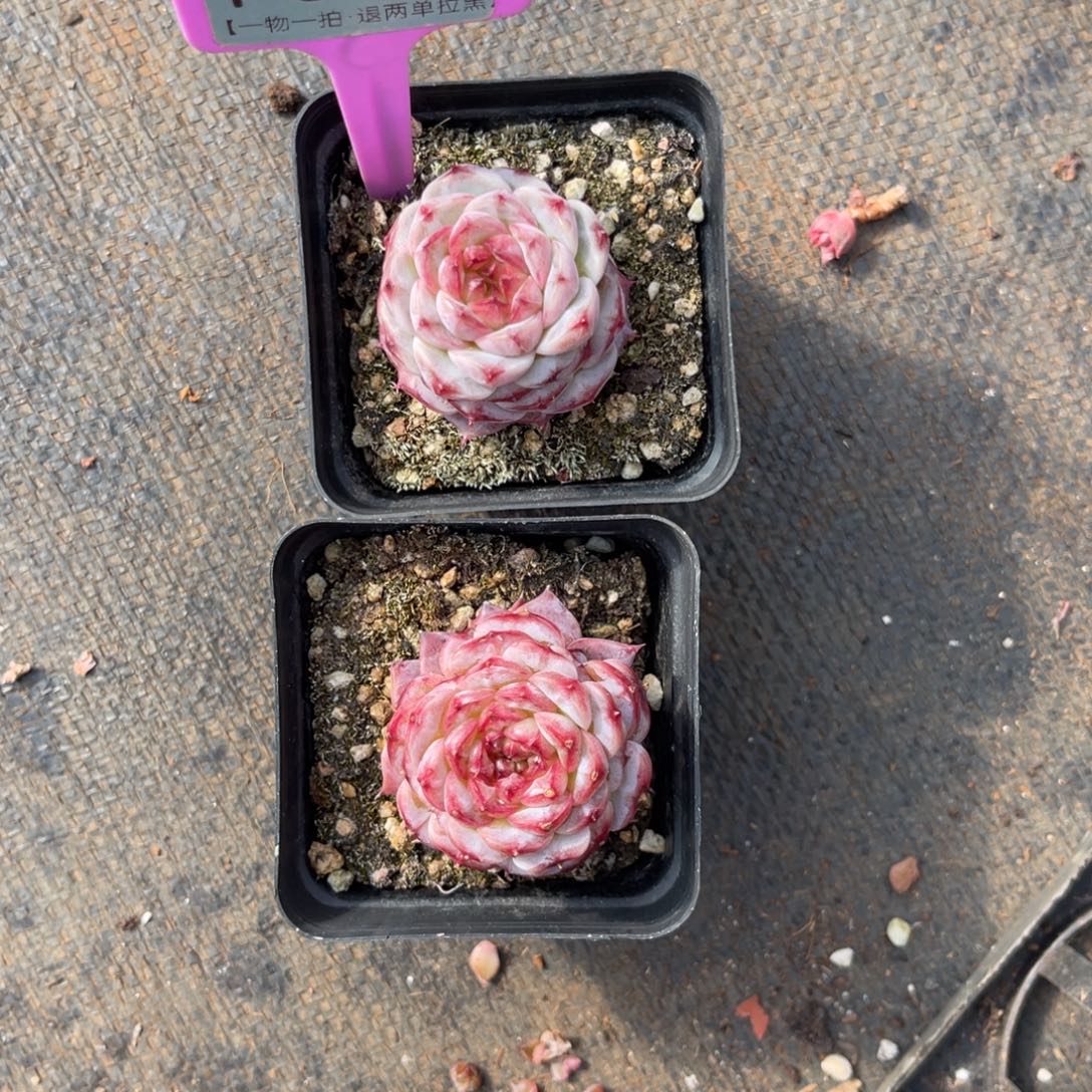 给***跃云尘多肉一物一拍1395，