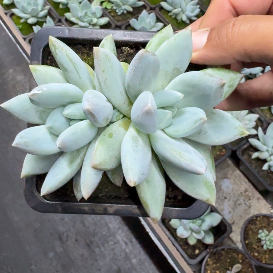 伊丽莎白 双头  一物一拍