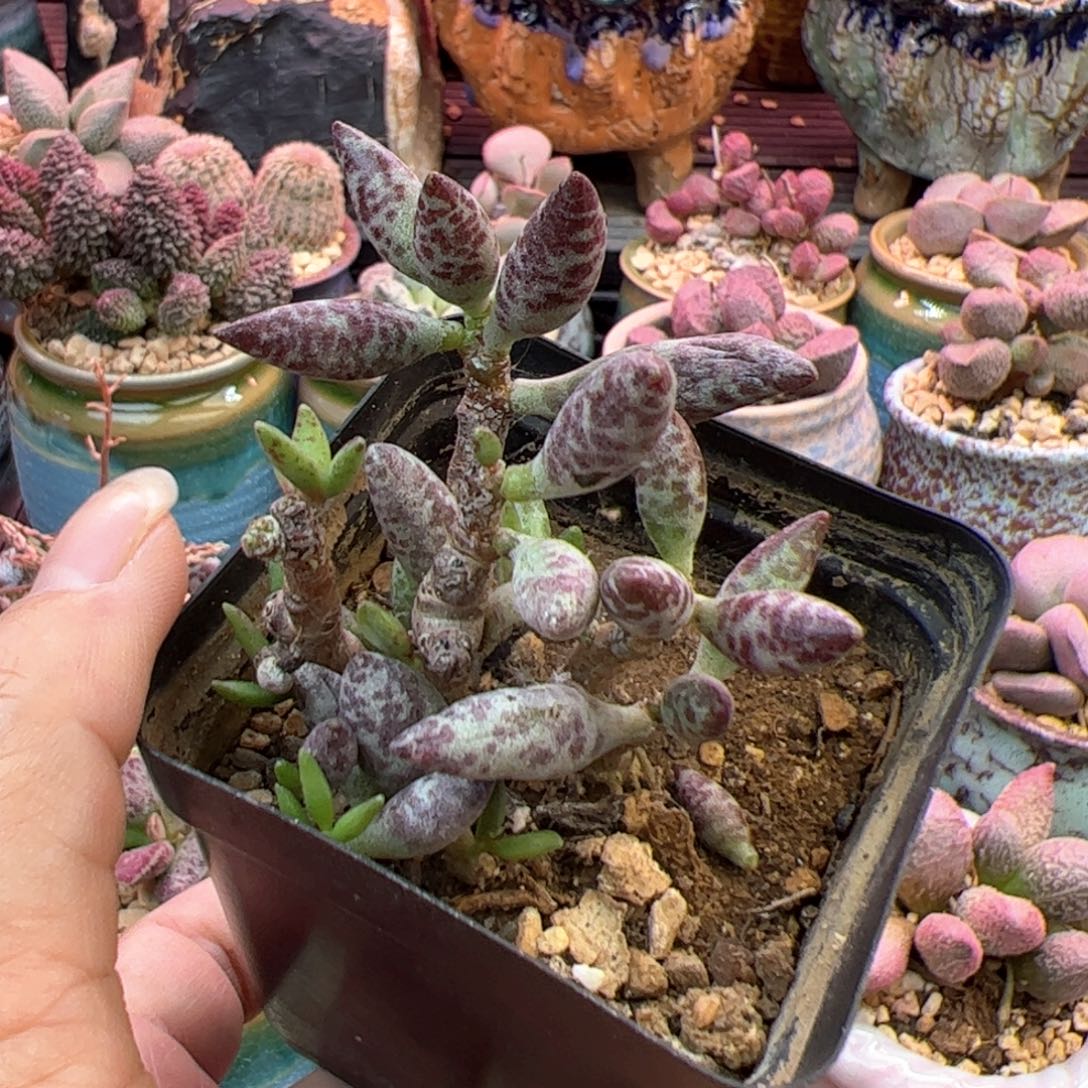 拐***牛梅花鹿。           