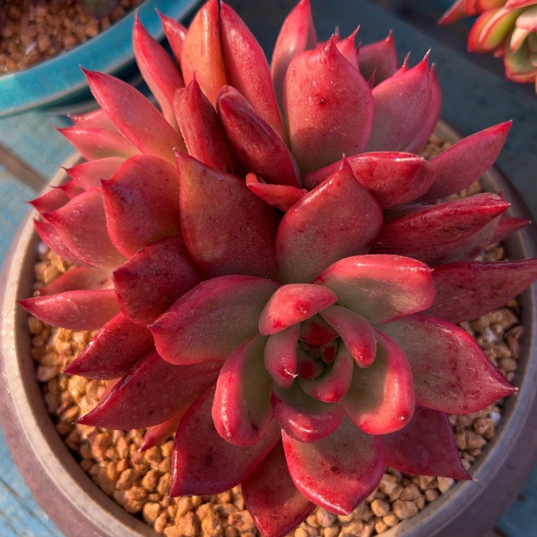 多肉植物一物一拍（118号）