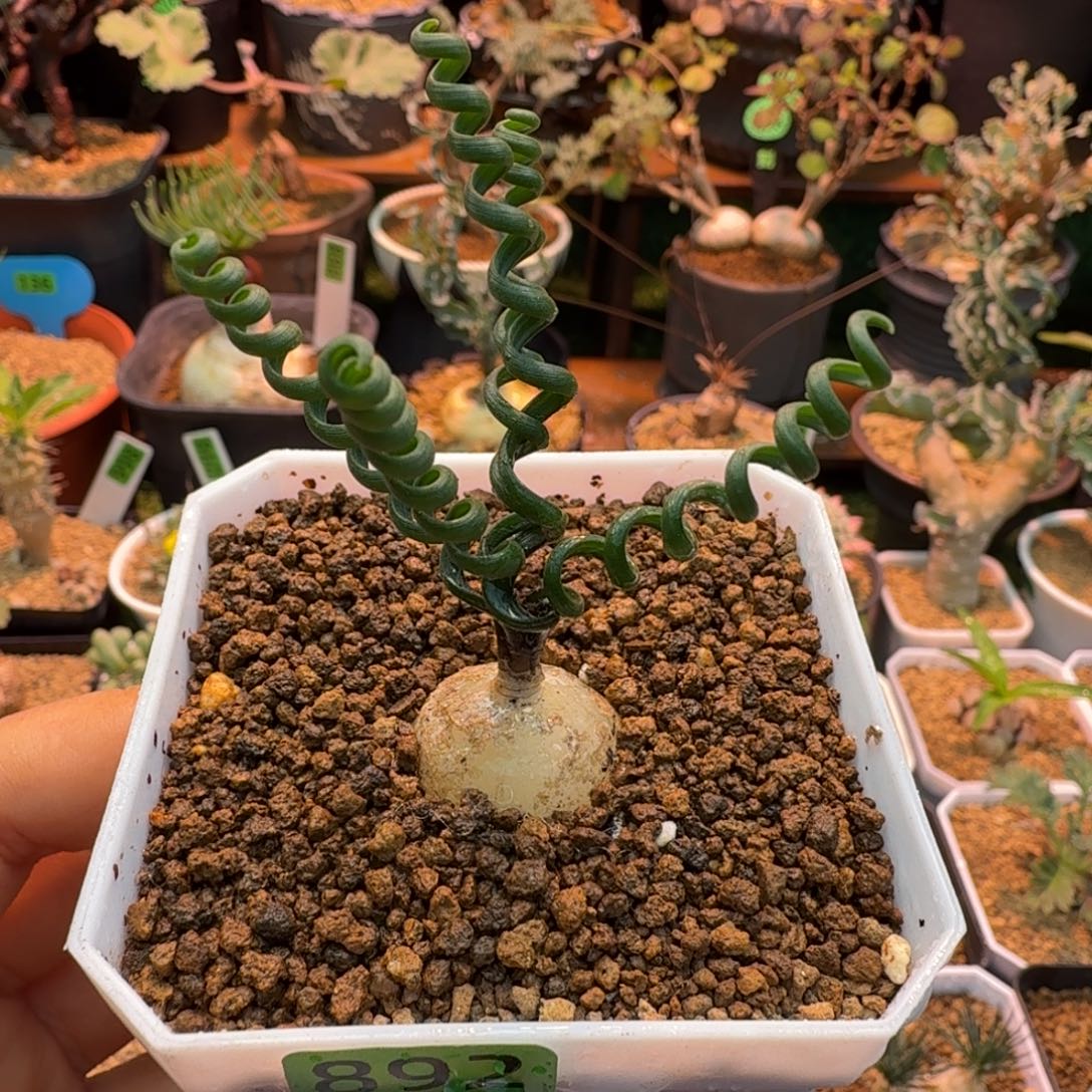 钢丝弹簧草892 仙人球