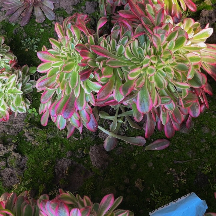 美杜莎缀多肉植物捧花散板子