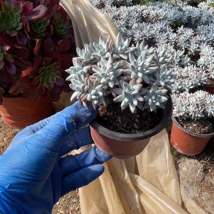 白菊多肉15个头左右