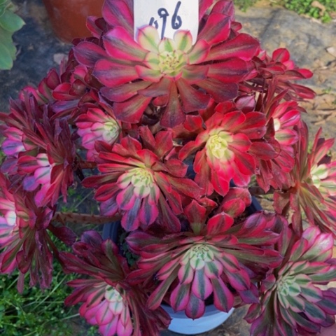 红同白多肉96多肉植物