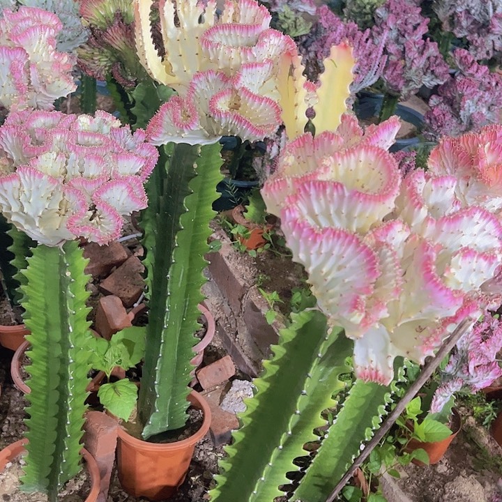 大戟科多肉植物粉黛麒麟