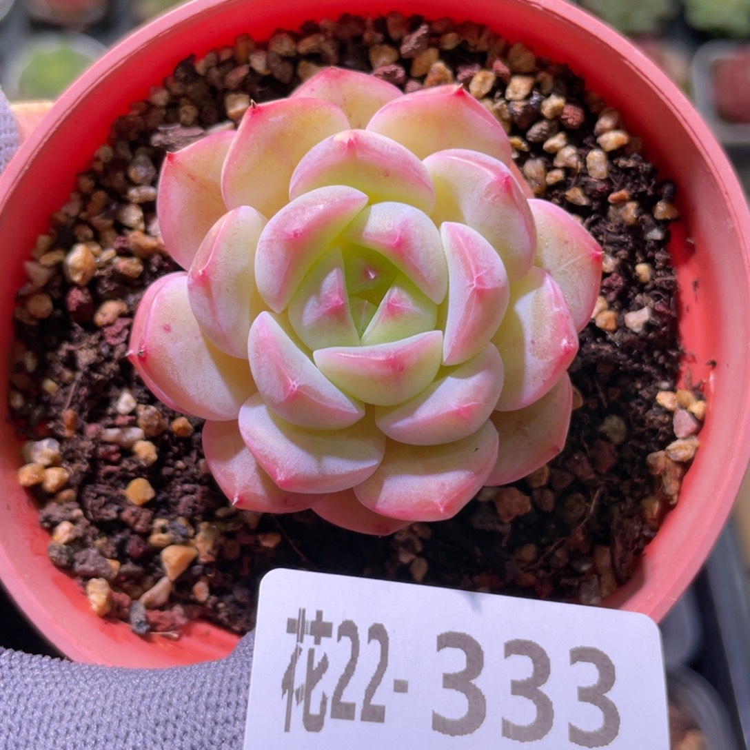 花利美22-333白桃汽水