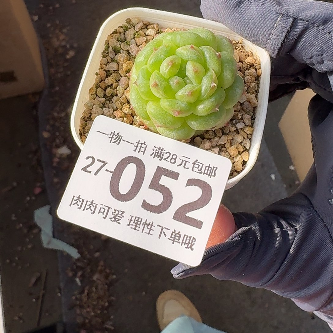 阳光玫瑰无盆土发货无