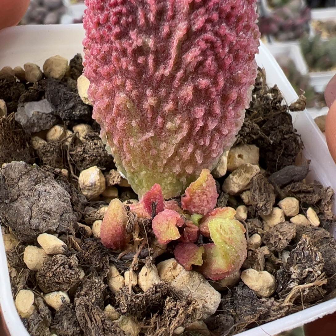 胖五大苗多肉植物水泡