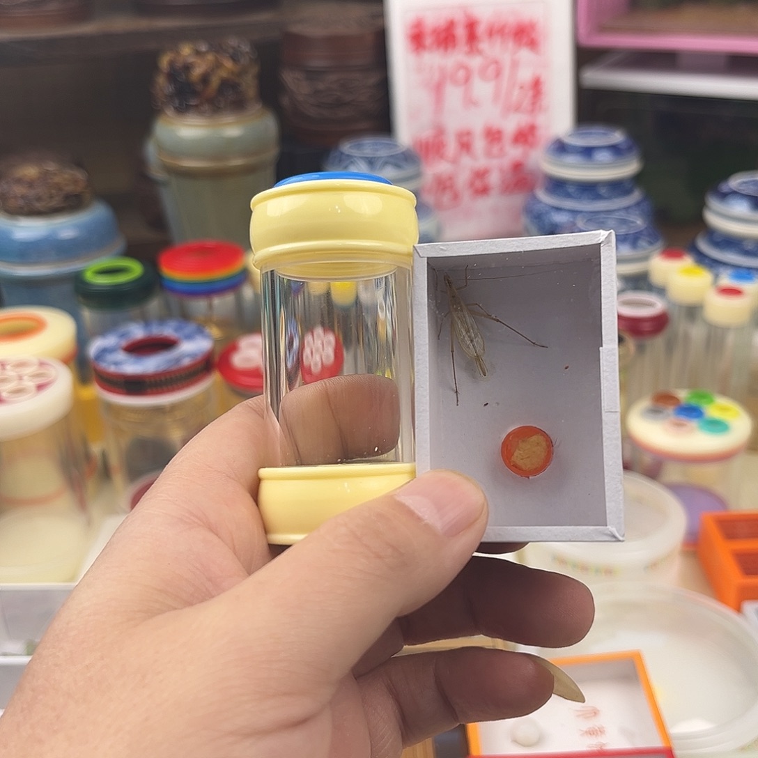 抹***熊一个小桶子一条柬埔寨竹蛉