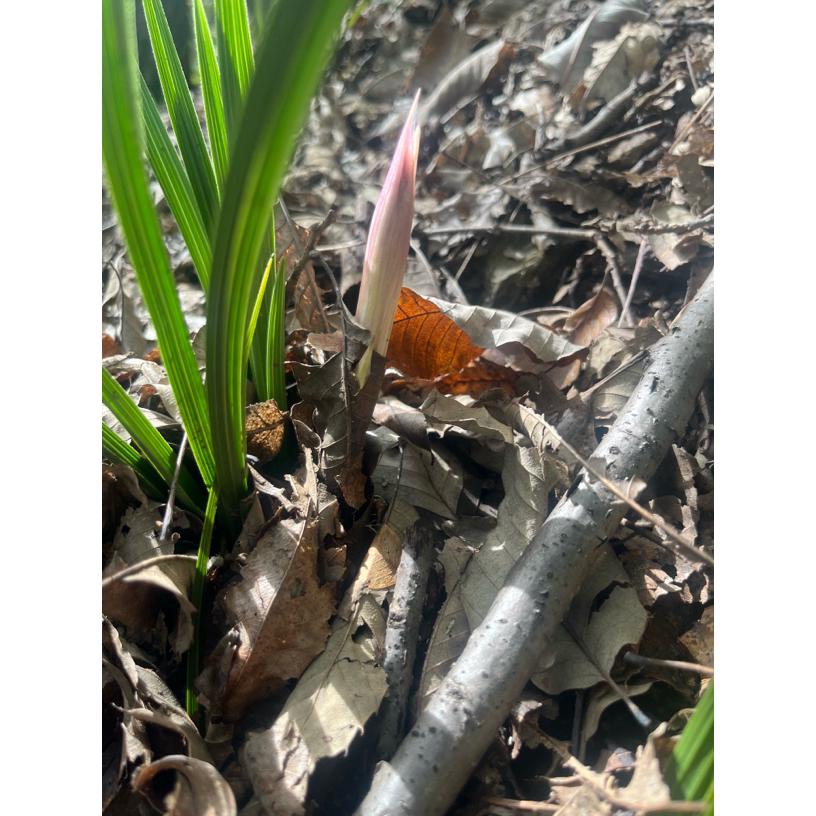 直播间兰花带花苞随机颜色室内好养花卉盆栽