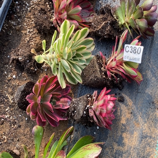 380十棵多肉植物