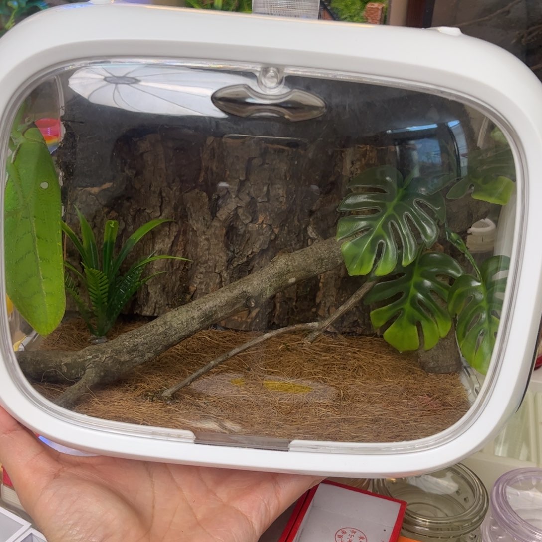 太空舱加巨拟短腿拍拍拍拍