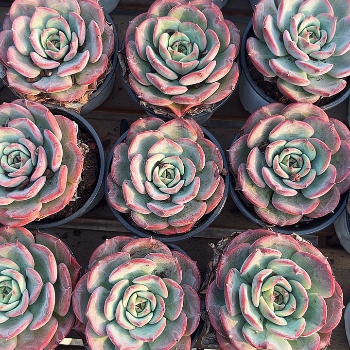 三文鱼      福利多多