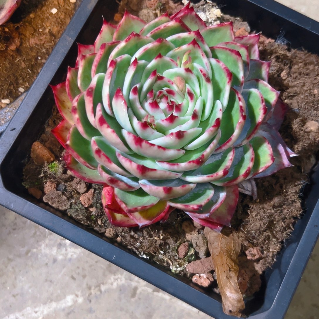 天***亿惊红多肉3568998766533