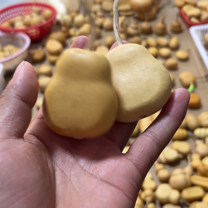 葫芦可**莉梨扁不退不换