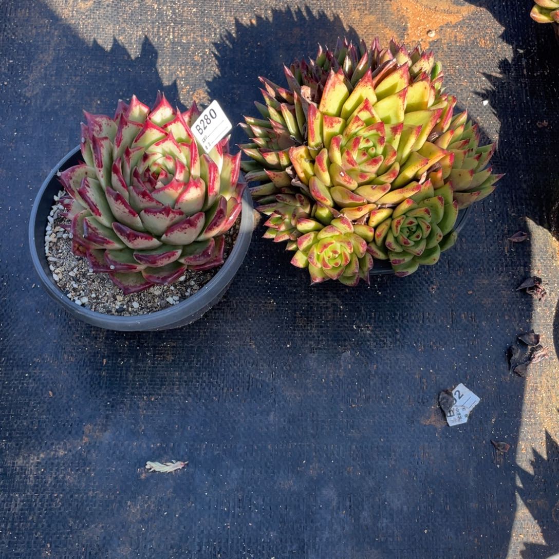 无花朵若如东云单拍B280