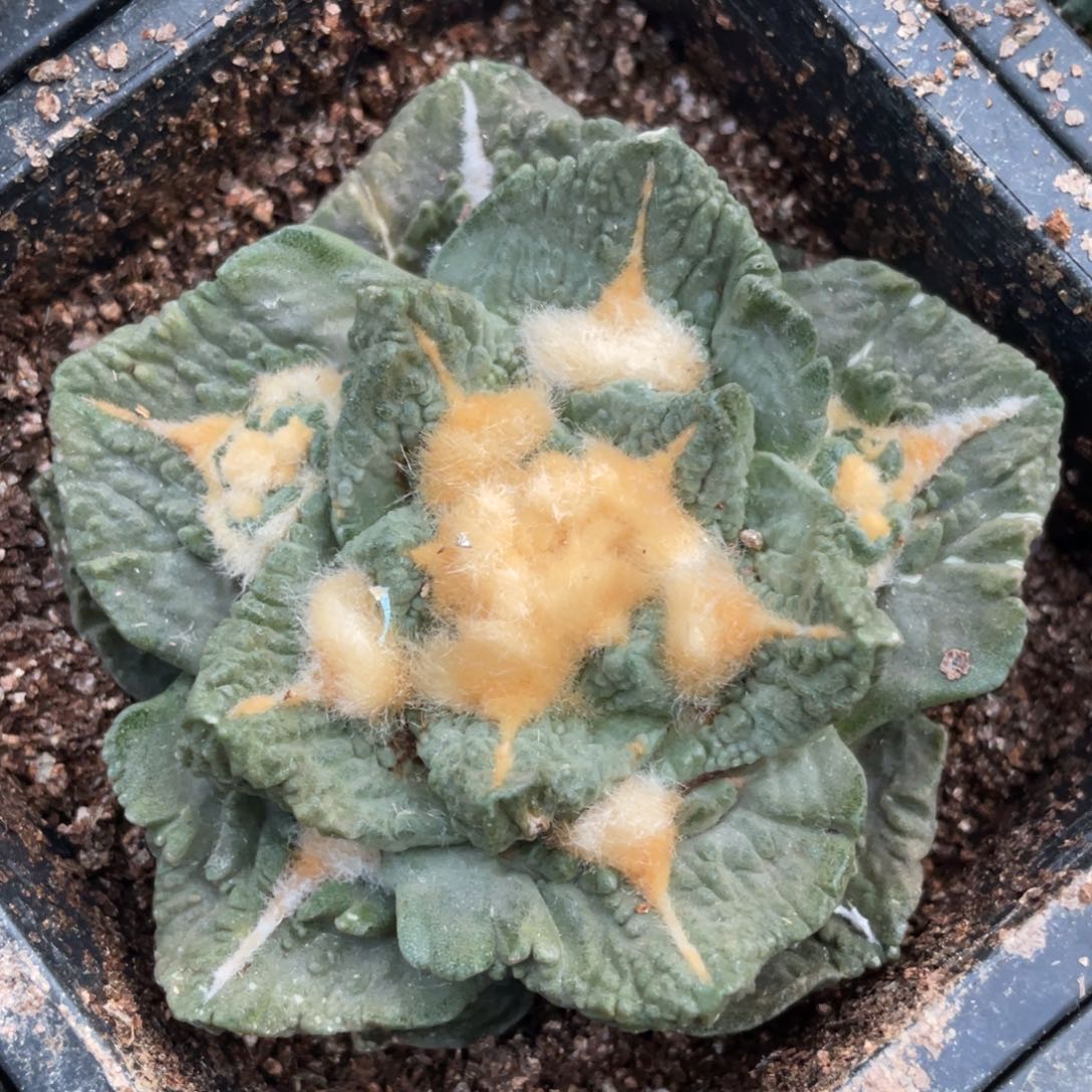 全部花朵自根宽犹牛舌龟