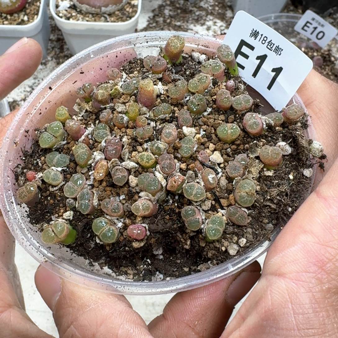 E11。 1453.9。粉樱风铃