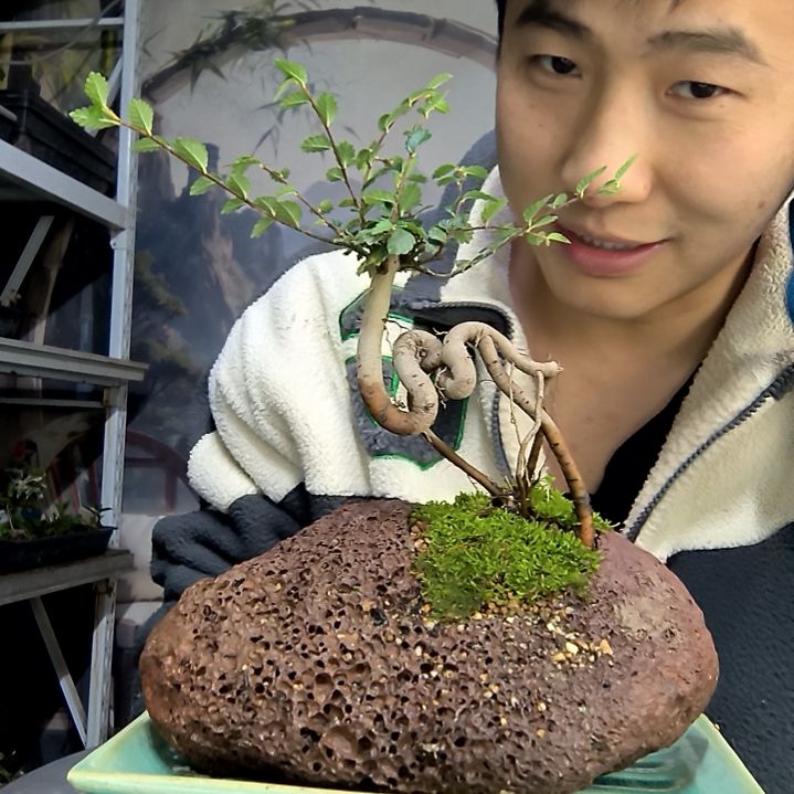 心***斋中青园艺一物一拍花444