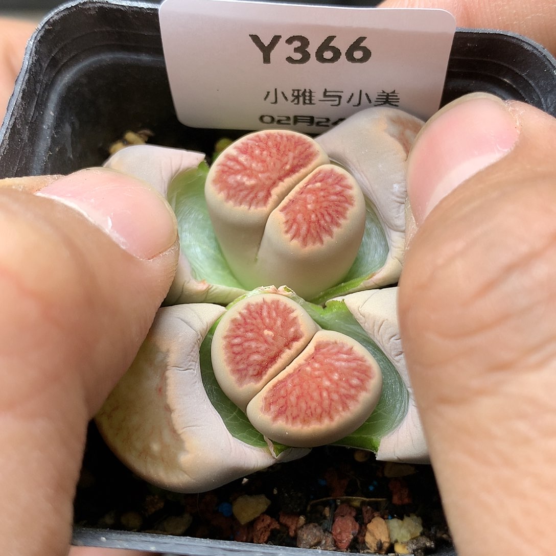 Y366多肉植物保护