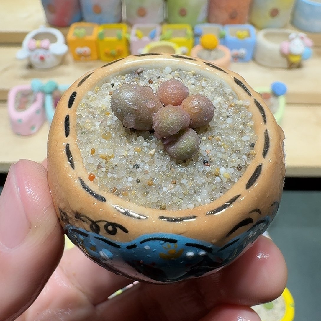 红陶蘑菇506紫葡萄